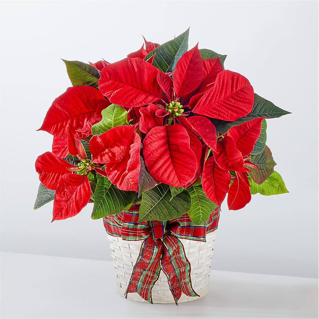 Happiest Holidays Poinsettia – Sanford Floral Marketing, Sanford FL