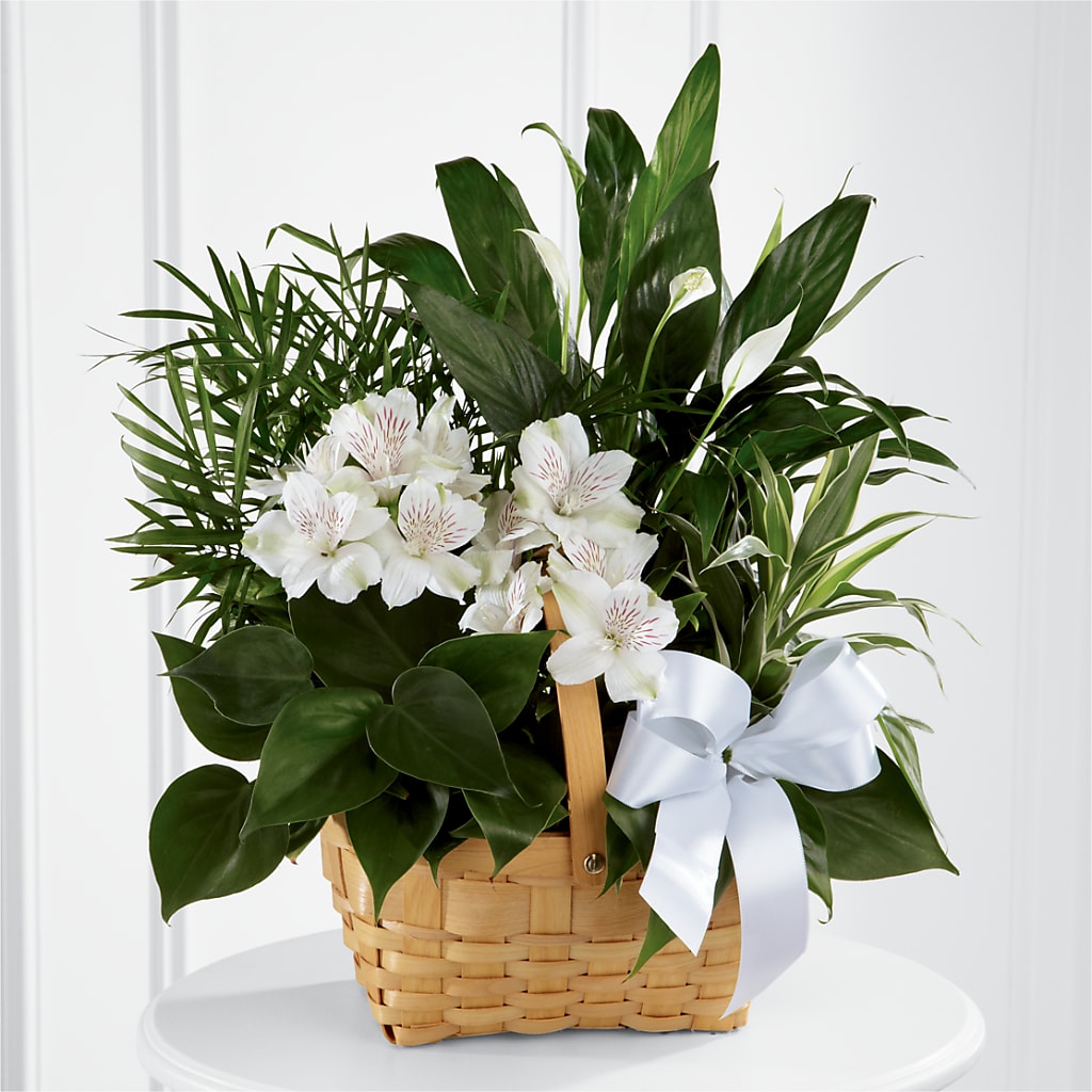 Peace & Serenity Dishgarden – Sanford Floral Marketing, Sanford FL