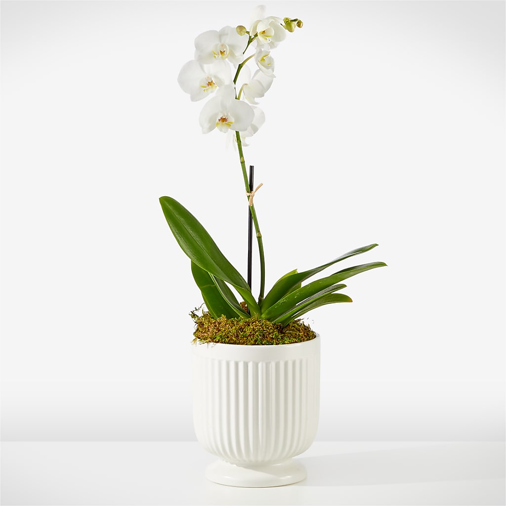 Whispering White Orchid – Sanford Floral Marketing, Sanford FL