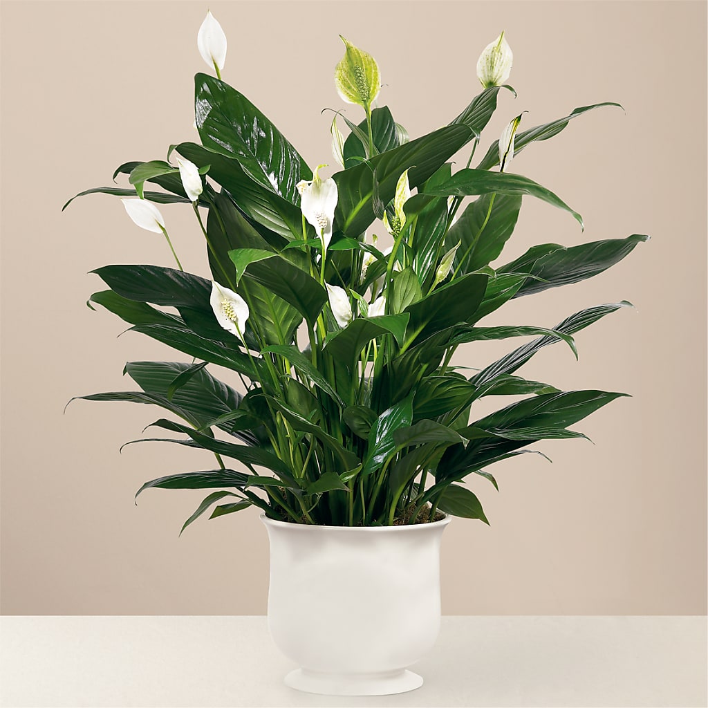 Comfort Planter – Sanford Floral Marketing, Sanford FL