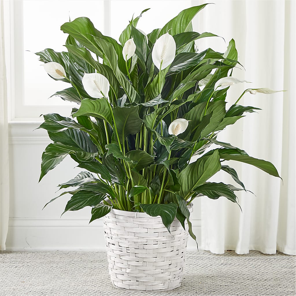 A New Leaf Peace Lily – Sanford Floral Marketing, Sanford FL