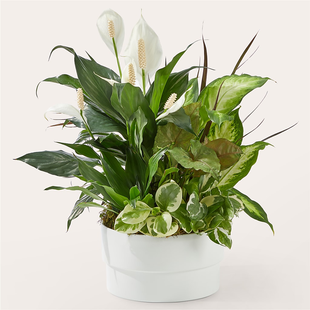 Radiating Positivity Dishgarden – Sanford Floral Marketing, Sanford FL