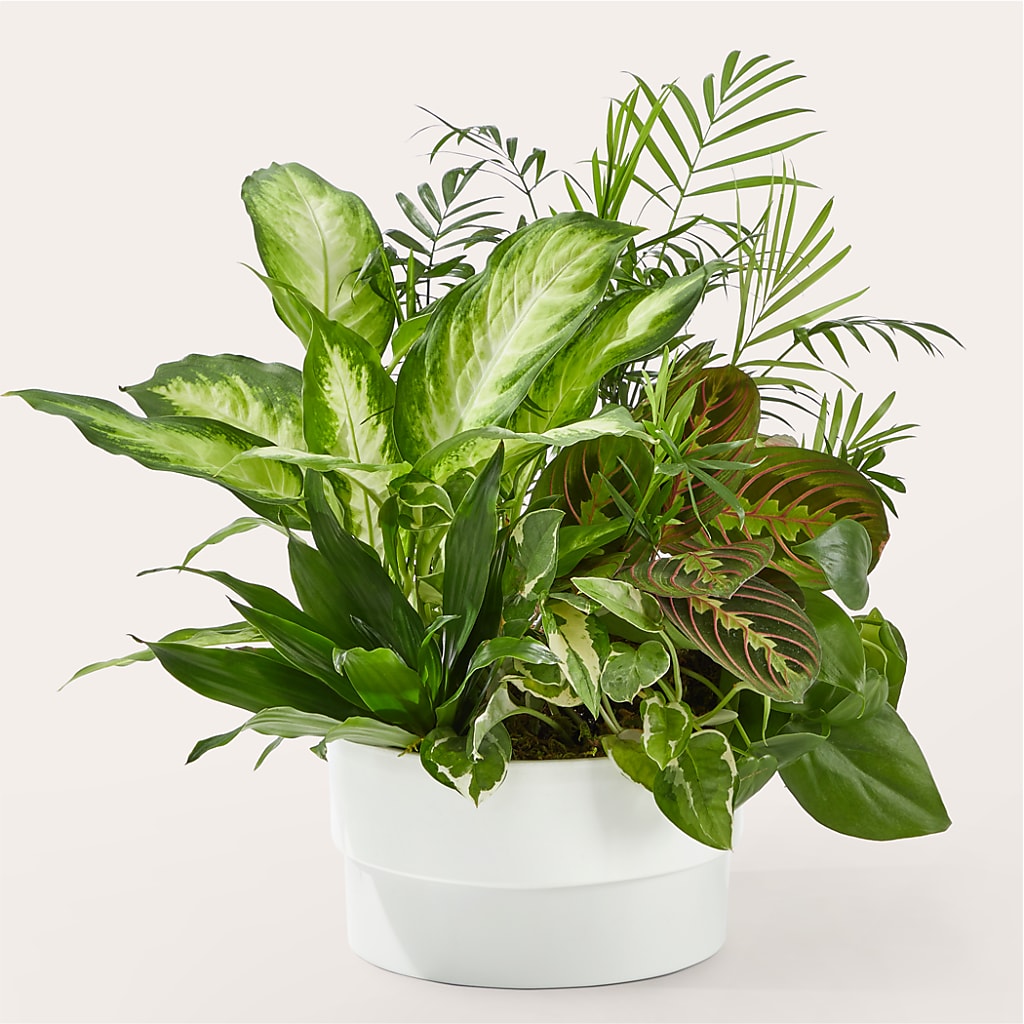 Radiating Positivity Dishgarden – Sanford Floral Marketing, Sanford FL