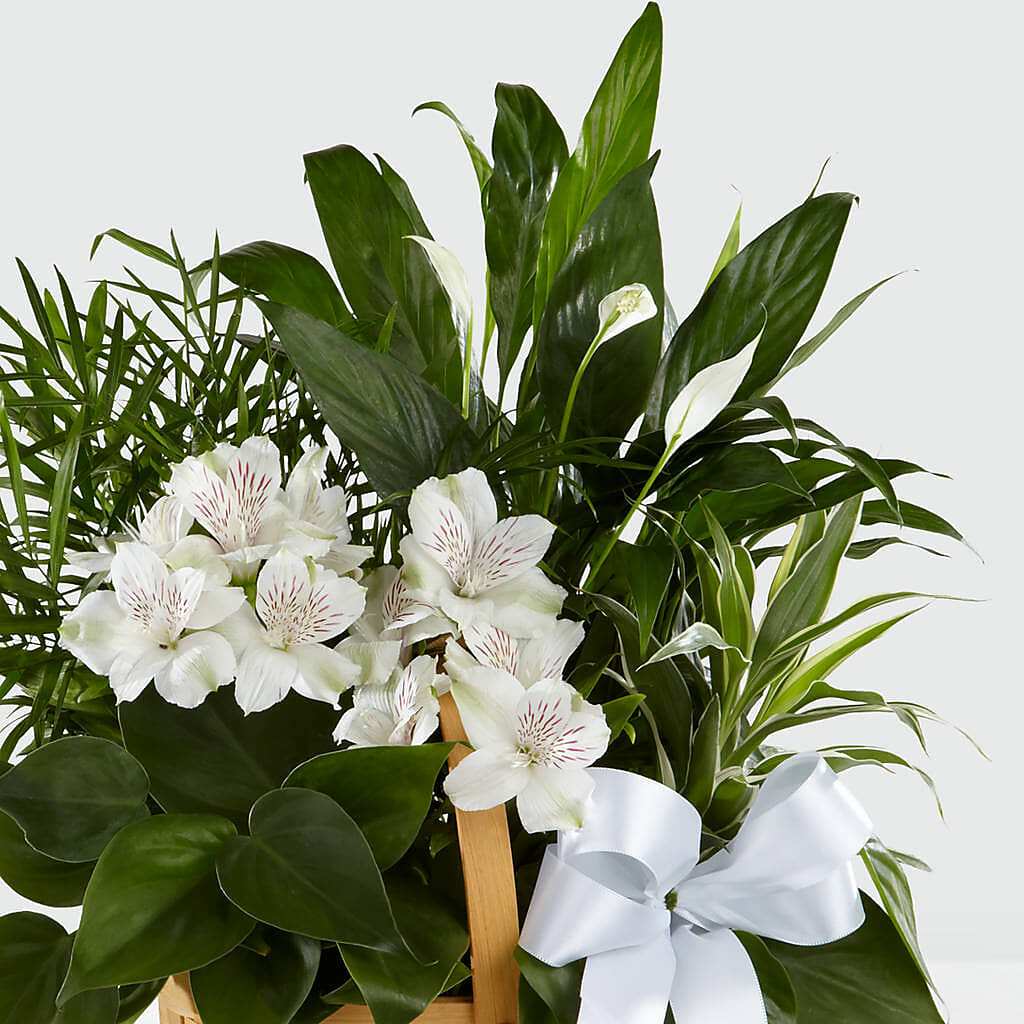 Peace & Serenity Dishgarden –  Sanford Floral Marketing, Sanford FL