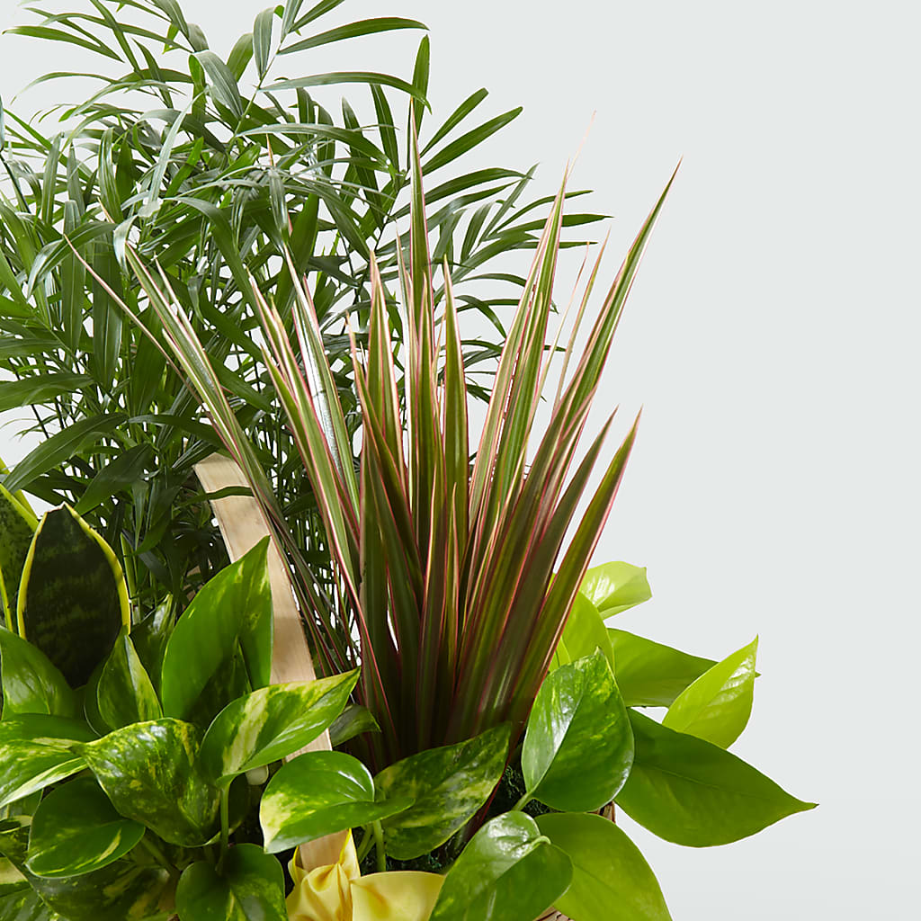 French Garden –  Sanford Floral Marketing, Sanford FL