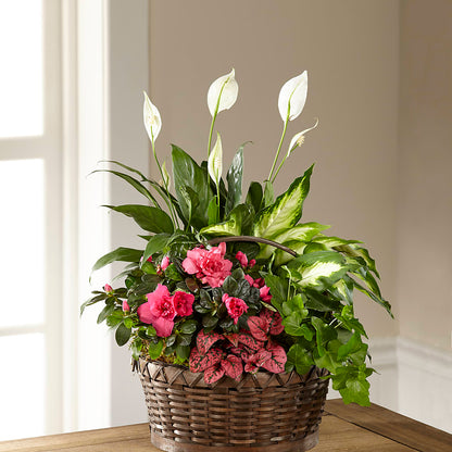 Dream in Pink Dishgarden –  Sanford Floral Marketing, Sanford FL