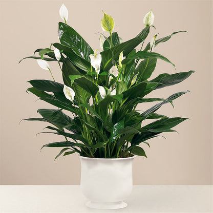 Comfort Planter –  Sanford Floral Marketing, Sanford FL