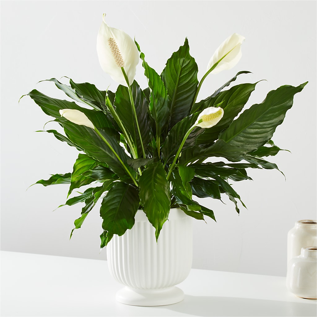 Comfort Planter –  Sanford Floral Marketing, Sanford FL