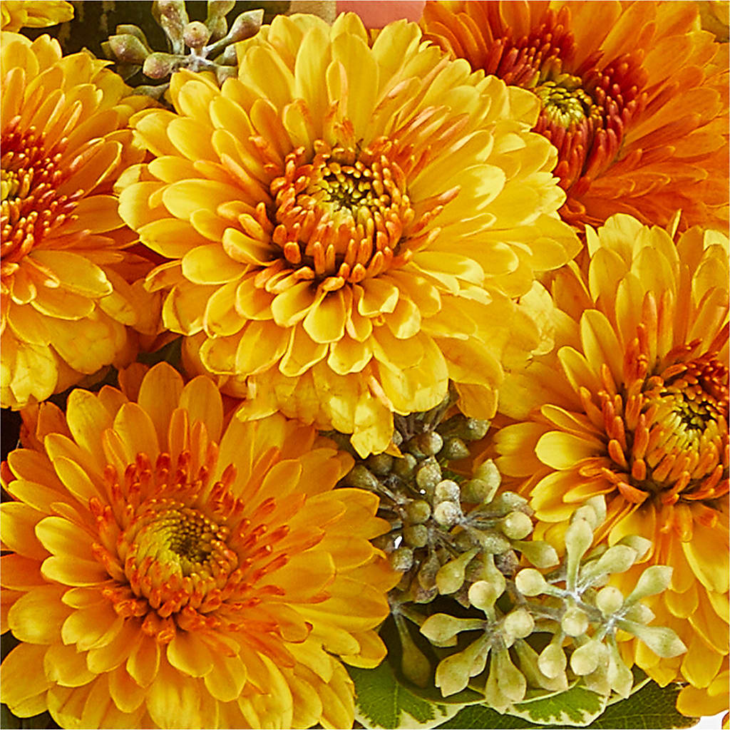 Peachy Pumpkin –  Sanford Floral Marketing, Sanford FL
