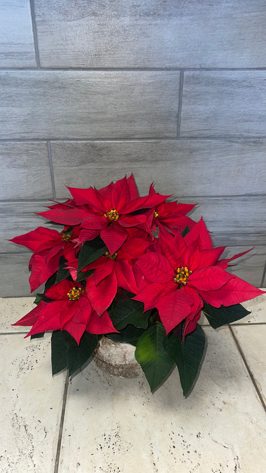 Holiday Poinsettia