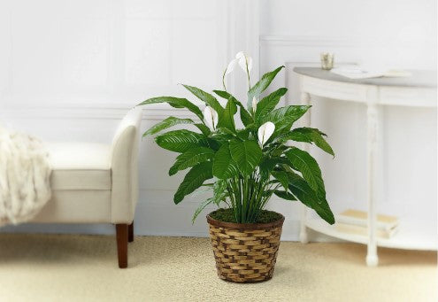 Spathiphyllum (Peace Lily)