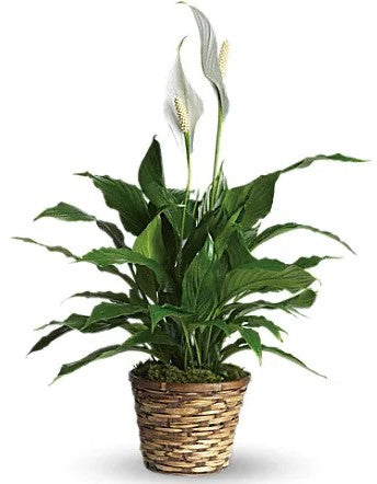 Spathiphyllum (Peace Lily)