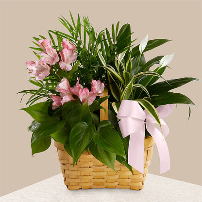 Living Spirit Dishgarden –  Sanford Floral Marketing, Sanford FL