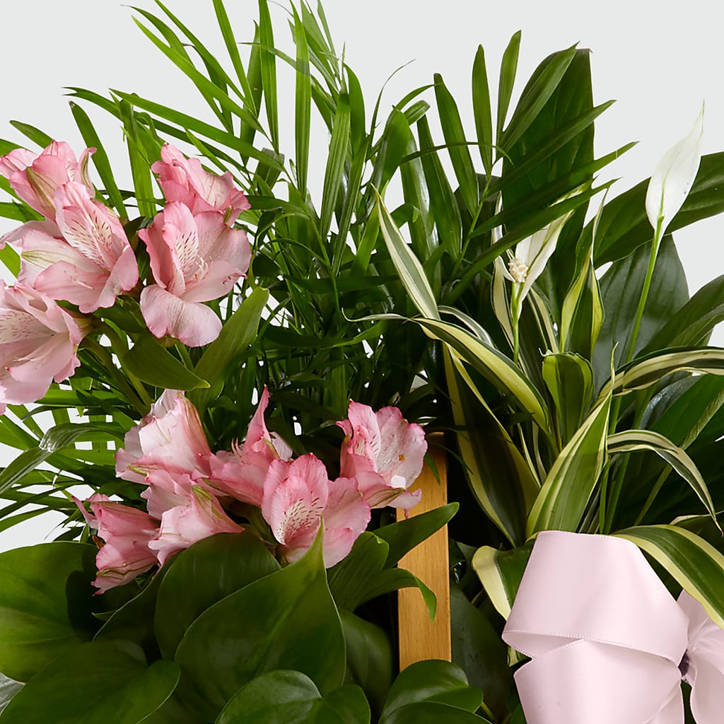 Living Spirit Dishgarden –  Sanford Floral Marketing, Sanford FL