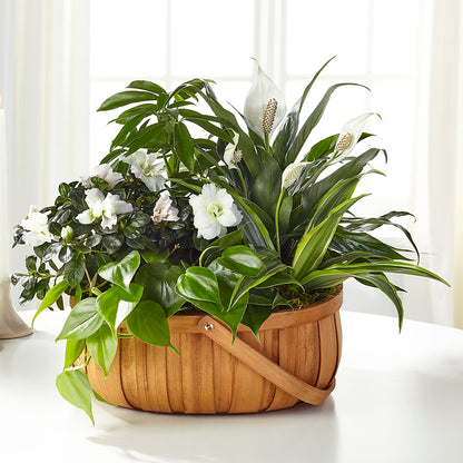 Serene Dishgarden –  Sanford Floral Marketing, Sanford FL