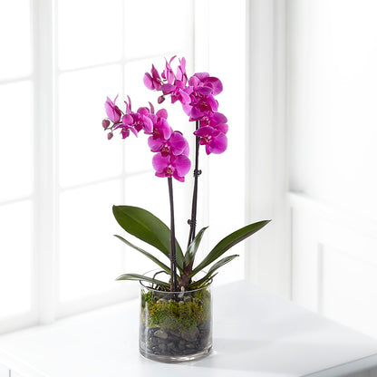 Pink Orchid Plant –  Sanford Floral Marketing, Sanford FL