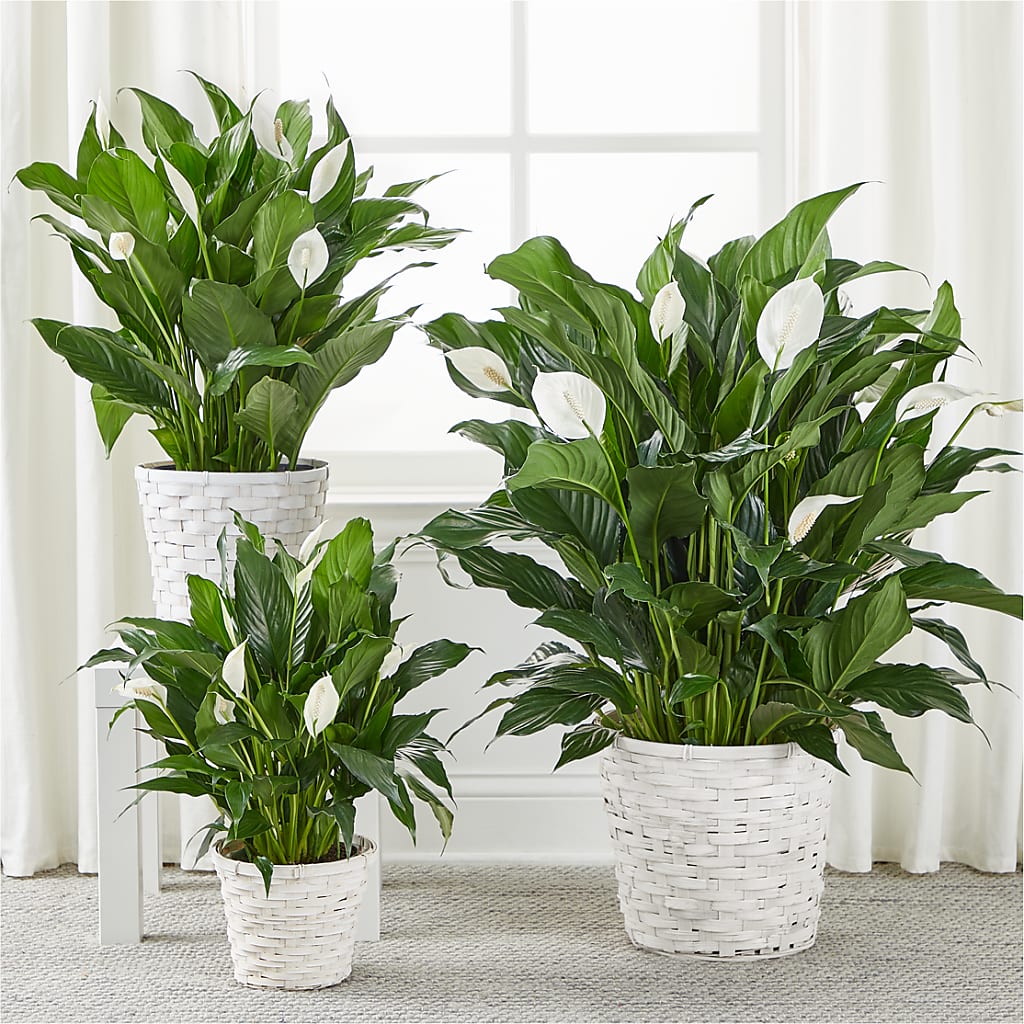 A New Leaf Peace Lily –  Sanford Floral Marketing, Sanford FL