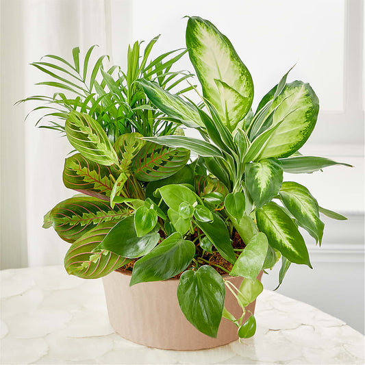 Balance & Harmony Dishgarden –  Sanford Floral Marketing, Sanford FL