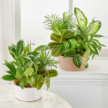 Balance & Harmony Dishgarden –  Sanford Floral Marketing, Sanford FL