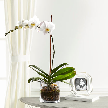 White Orchid Planter –  Sanford Floral Marketing, Sanford FL
