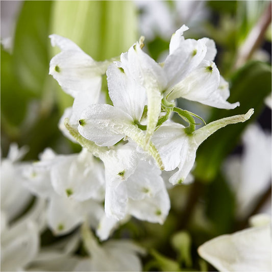 Classic Ivory – A Florist Original –  Sanford Floral Marketing, Sanford FL