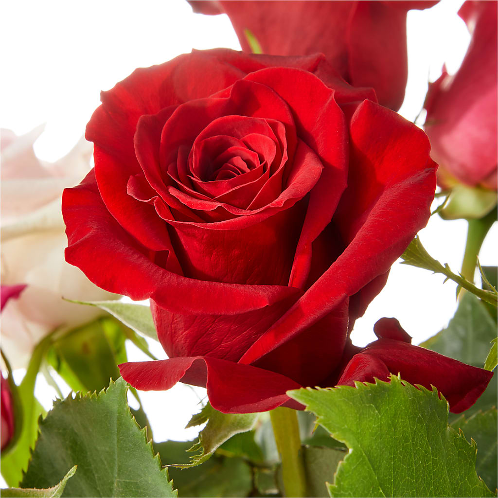 Love Notes Rose Bouquet –  Sanford Floral Marketing, Sanford FL
